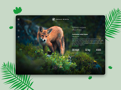 Wildlife Website design flat minimal ui ux web design website