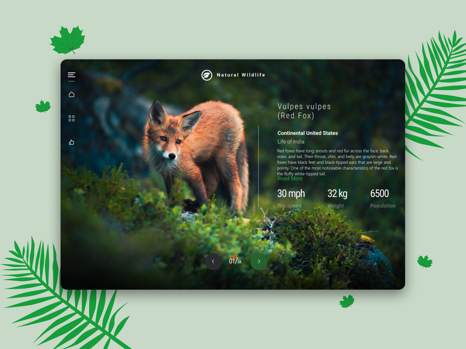 Wildlife Website By Anuj Saini On Dribbble