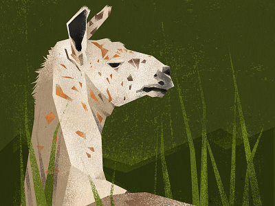 Llama_illustration animals art book children book design illustration minimalistic procreate textures vektor