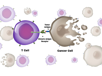 T Cell Attacking a Cancer Cell adobe illustrator attachment biology body cancer cellular illustrator design immunology scientific illustration