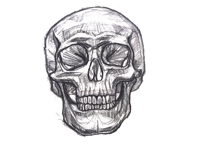 Skull Sketch biology detailed figuredrawing illustration observation pencil realistic scientific illustration skull still life