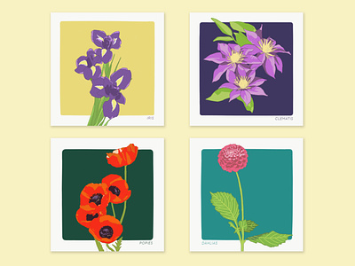 FLOWERS botanic botanical botanical illustration clematis dahlias digital illustration flowers flowers drawing illustration illustration art iris popies popies