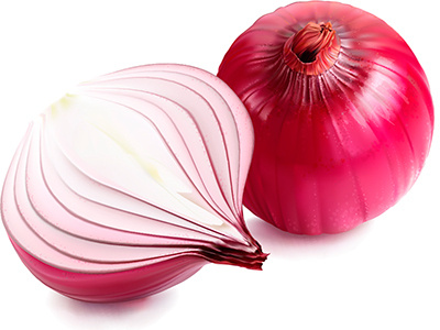 Vector onion digital art illustration onion purple vector