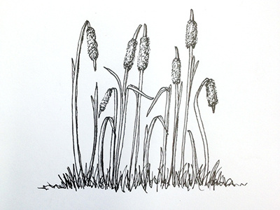 Cattails ::: Hand-Lettered Typography