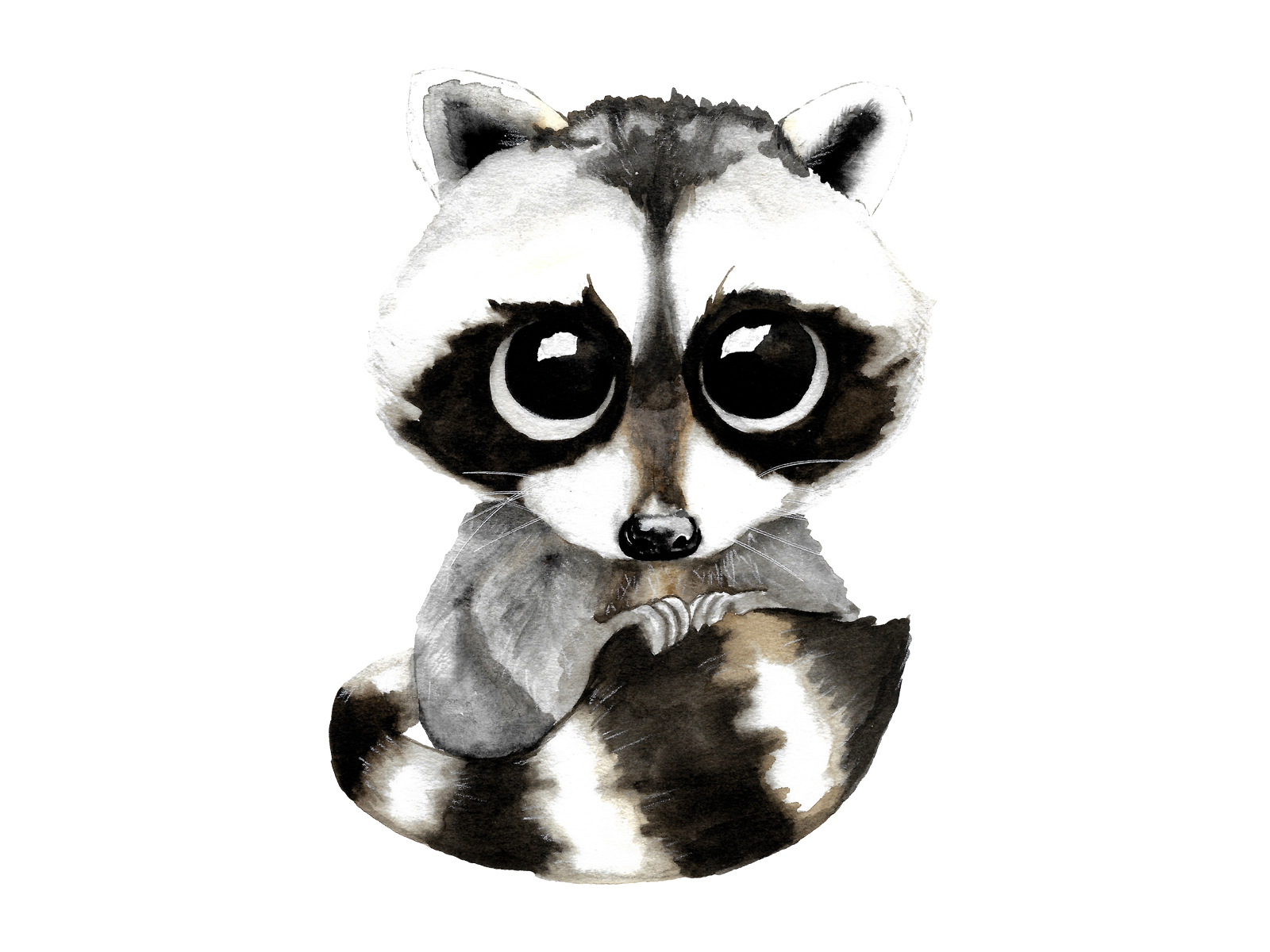 raccoon illustration