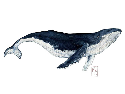 Humpback whale animals aquarell book illustration cute design illustration logo nautical painting print sea animal watercolor whale