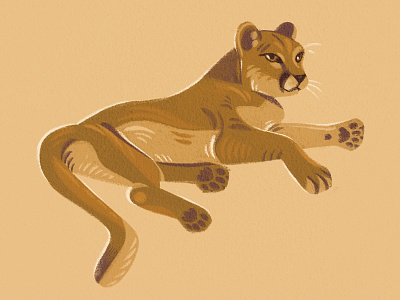 Mountain Lion animal big cat cougar illustration mountain lion nature procreate