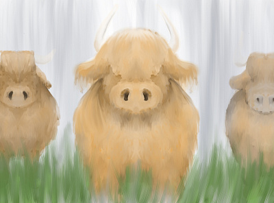 schetland cow cow drawing hello illustration rain shetland sketchbook