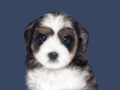 Realistic Puppy Portrait