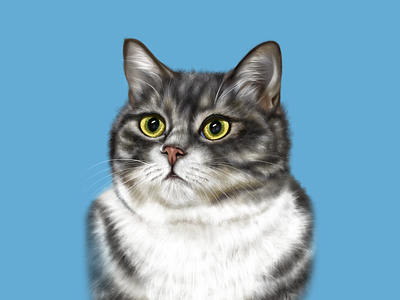 Drawing a realistic cat 