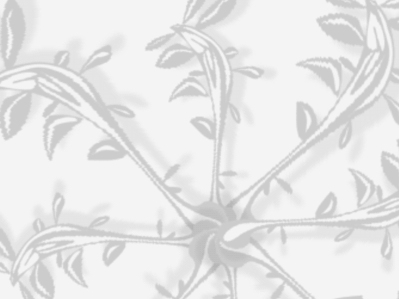 Leaves abstract ae after effects gif leaves loop
