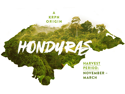 Honduras coffee harvest honduras jungle nordby´ origin source ´per
