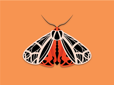 Harnessed tiger moth bug doodle illustration illustrator moth nature shadow wings