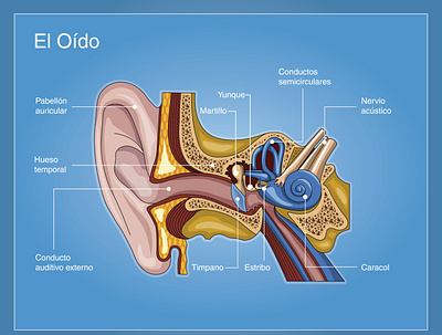 Ear and its parts drawing ear infographic technique vector