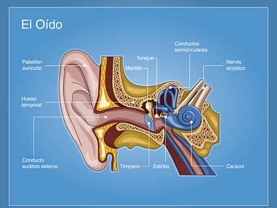 Ear and its parts