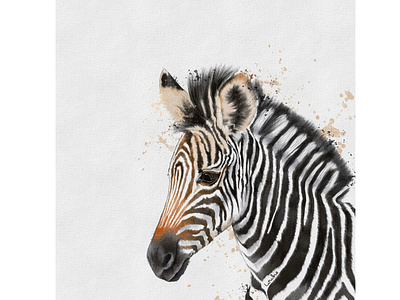 Baby Zebra baby animals book illustration character design digital illustration digitalart illustration kids illustration nursery procreate zebra