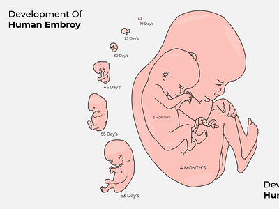 Development Of Human Embroy