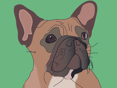 French bulldog adobe illustrator dog dog illustration frenchbulldog frenchie ilustrator