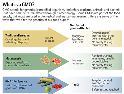 What is a GMO? design illustrator information graphic photoshop pittsburgh tribune review