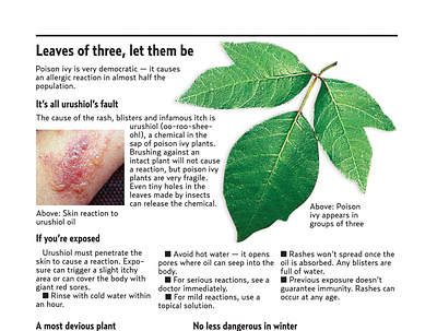Leaves of Three, Let Them Be design information graphics newspapers photoshop pittsburgh tribune review valley news dispatch