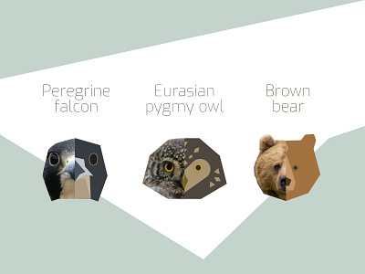 Endangered species of Poland animal bear hawk icon icon set illustration owl