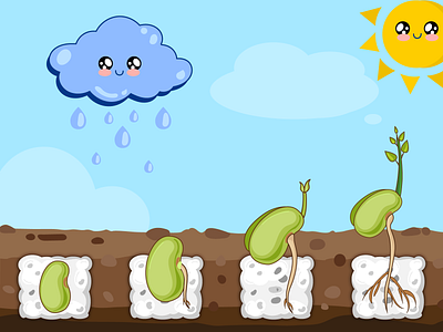 Plant growth illustration