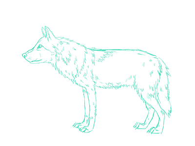 Lone wolf sketch dark art dark arts draw drawing illustration illustrations procreate. sketches sketching wolf. wolves. sketch