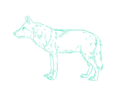 Lone wolf sketch