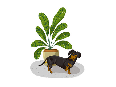 Dachshund and Plant