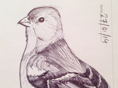 Sketch of the day #46 bird biro chaffinch sketch
