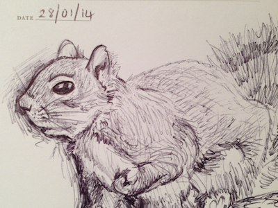 Sketch of the day #47 biro sketch squirrel