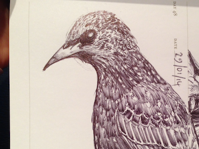 Sketch of the day #48 bird biro sketch starling
