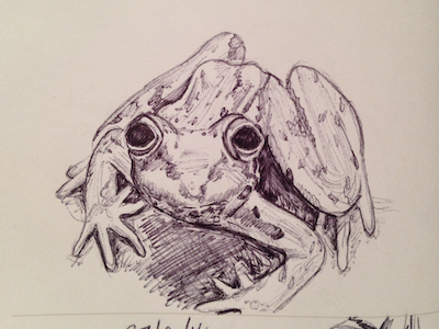 Sketch of the day #45 biro frog sketch