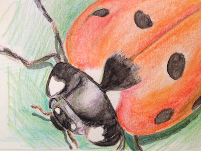 Sketch of the day #49 coloured pencil ladybird sketch watercolour