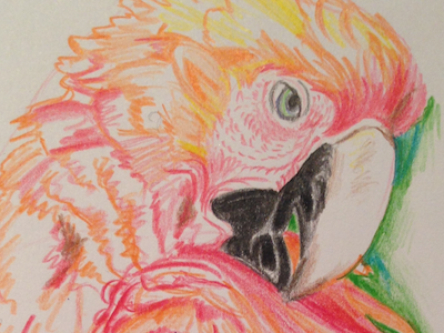 Sketch of the day #51/#52 coloured pencil macaw sketch