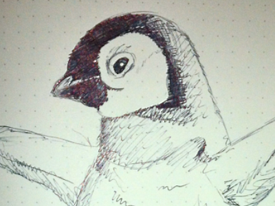 Baby Penguin baby biro illustration penguin