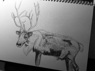 Thinking Christmas biro christmas drawing reindeer sketch