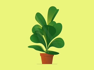 Houseplant fig icon illustration plant plant illustration tree vector