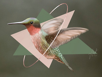 Hummingbird Illustration