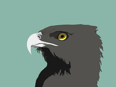 Artboard 4 animal art design eagle illustration vector