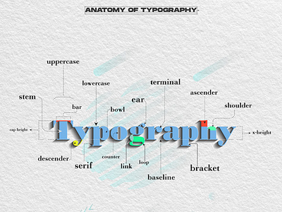 Anatomy Of Typography adobe design all about type branding design font graphic design illustration illustrator letters logo typeface typography vector