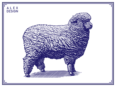 Engraving Sheep 01