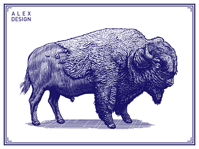 Engraving Bison bison branding draw engraving graphic illustration paint print