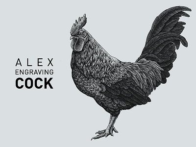 Engraving Cock branding cock draw engraving graphic illustration paint print