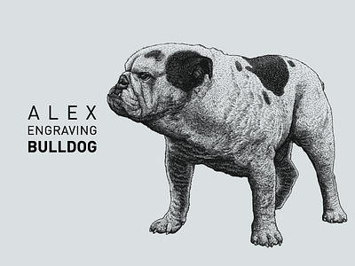 Engraving Bulldog branding bulldog draw engraving graphic illustration paint print