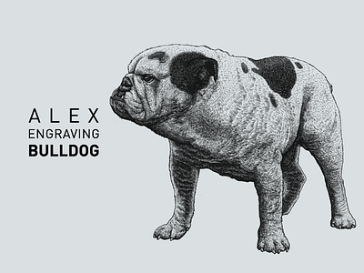 Engraving Bulldog