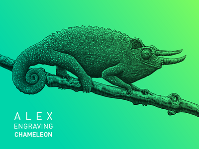 Engraving Chameleon branding chameleon draw engraving graphic illustration paint print