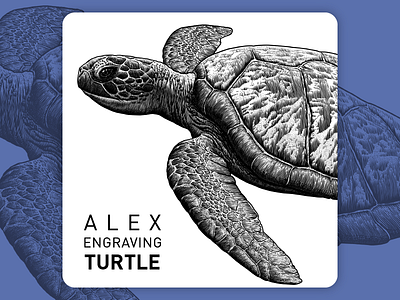 Engraving Turtle detail branding detail draw engraving graphic illustration paint print turtle