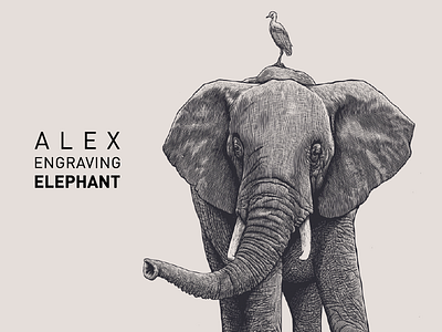 Engraving Elephant branding draw elephant engraving graphic illustration paint print