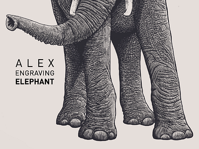 Engraving Elephant detail branding detail draw elephant engraving graphic illustration paint print